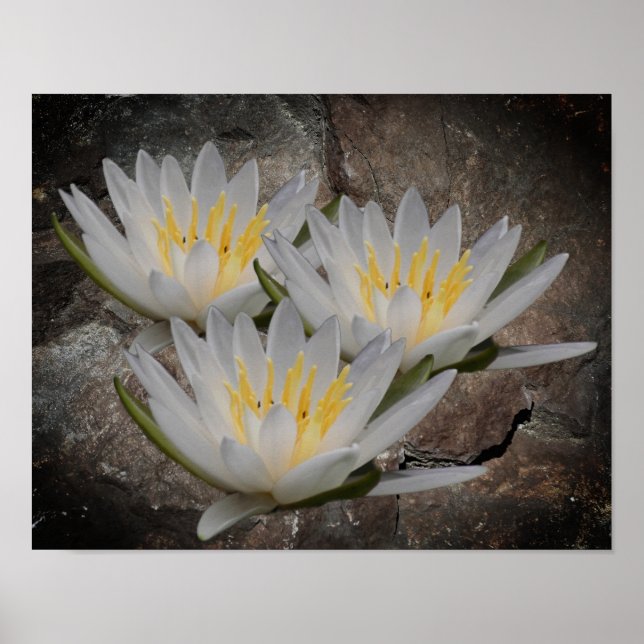 Blume der Wasserlilie Lotus auf Steinen Poster (Vorne)