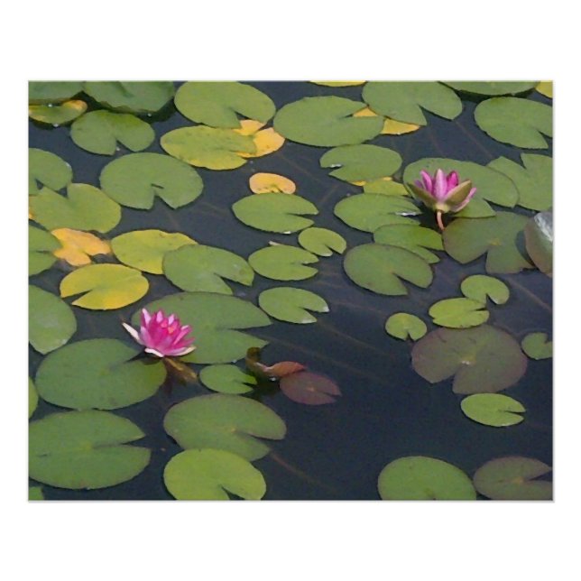 Blume der Wasserlilie Poster (Vorderseite)