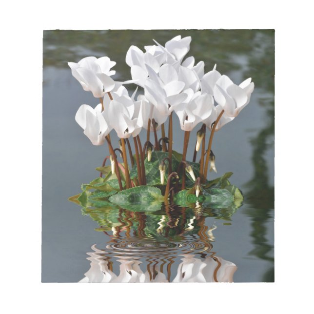 Blume der weißen Cyclamen im Wasser Notizblock (Vorderseite)