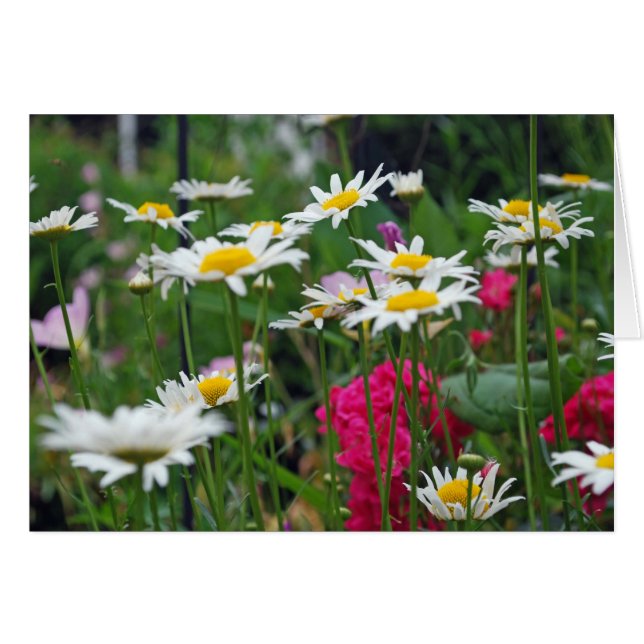 Blume der Welt (Vorderseite (Horizontal))