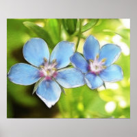 Blume des Blauen Imperiums (Anagallis monelli)