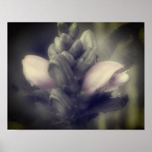 Blume des Drehkopfes in Teilfarbfarbe Poster