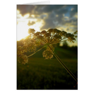 Blume des frühen Morgens