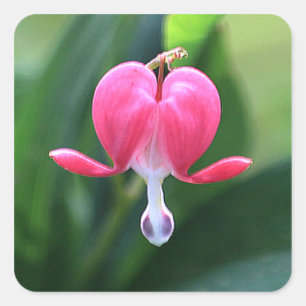 Blume des Herzens Hochzeit Einladung Siegel Quadratischer Aufkleber