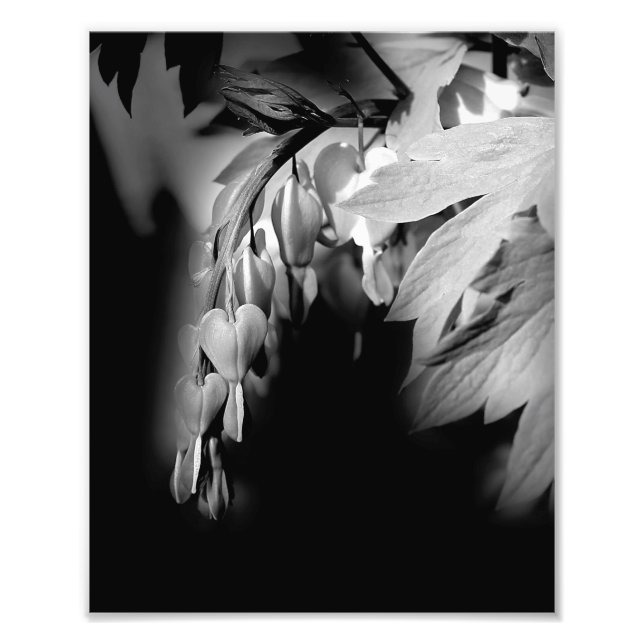 Blume des Herzens in Schwarz und Weiß 8x10 Fotodruck (Vorne)