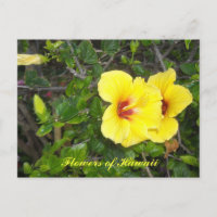Blume des Hibiskus Hawaii