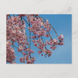 Blume des Kirschbaumes Postkarte