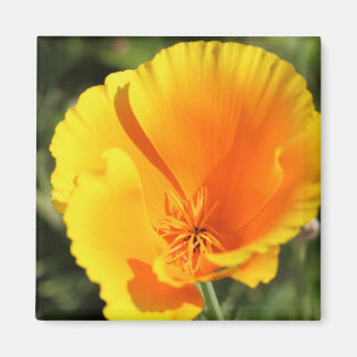 Blume des Mohns aus Kalifornien Magnet