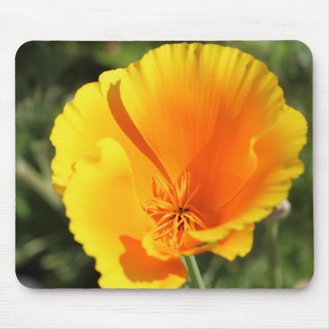 Blume des Mohns aus Kalifornien Mousepad (Vorne)