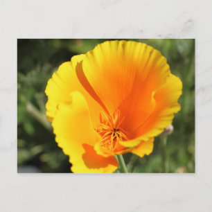 Blume des Mohns aus Kalifornien Postkarte