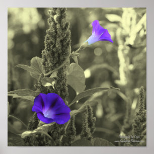 Blume des Morgenruhms - teilweise Farbe Poster