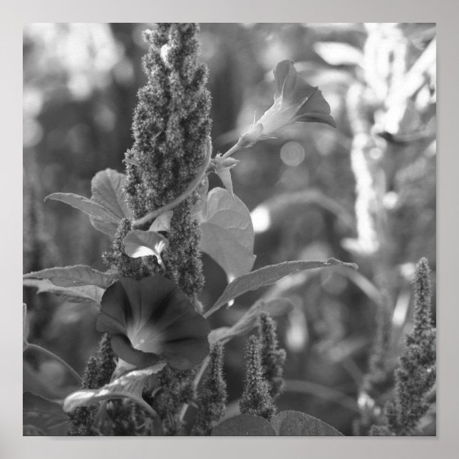 Blume des Morgens und Unkraut von Schwarz und Weiß Poster (Vorne)