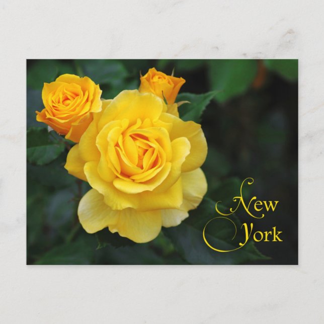 Blume des New Yorker Staat: Rose Postkarte (Vorderseite)