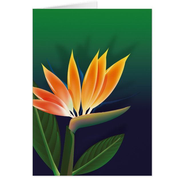 Blume des Paradieses (Vorne)