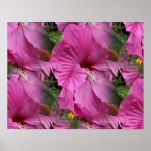 Blume des rosa Hibiskus multipliziert Poster