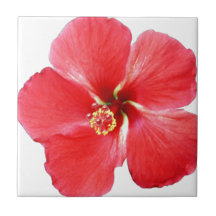 Blume des Roten Hawaiianischen Hibiskus
