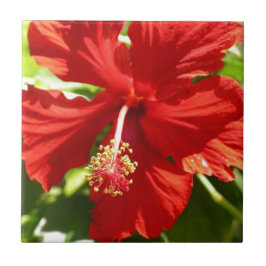 Blume des Roten Hawaiianischen Hibiskus Fliese