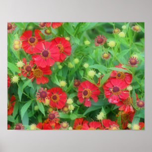 Blume des Roten Zinnia Poster
