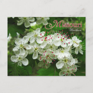 Blume des Staat Missouri: Hawthorn Postkarte