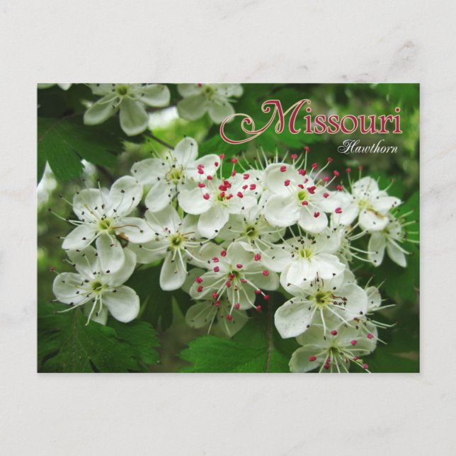 Blume des Staat Missouri: Hawthorn Postkarte (Vorderseite)