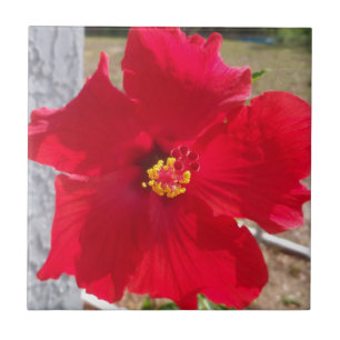 Blume des tropischen Hibiskus Fliese