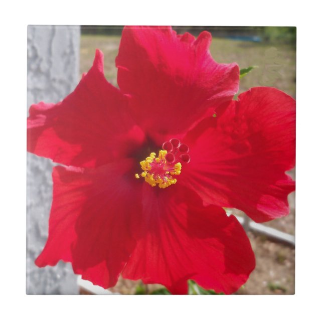 Blume des tropischen Hibiskus Fliese (Vorderseite)