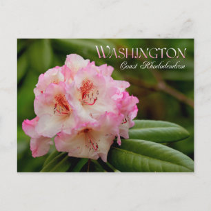 Blume des Washingtoner Staat: Küste Rhododendron Postkarte