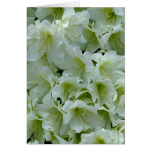 Blume des weißen Azalea Pflasters