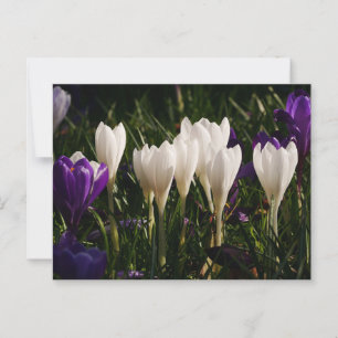 Blume des weißen Krekus Postkarte