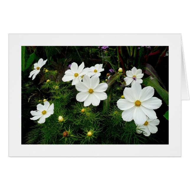 Blume des Weißkosmos (Vorderseite (Horizontal))