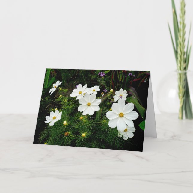 Blume des Weißkosmos Karte (Vorderseite)