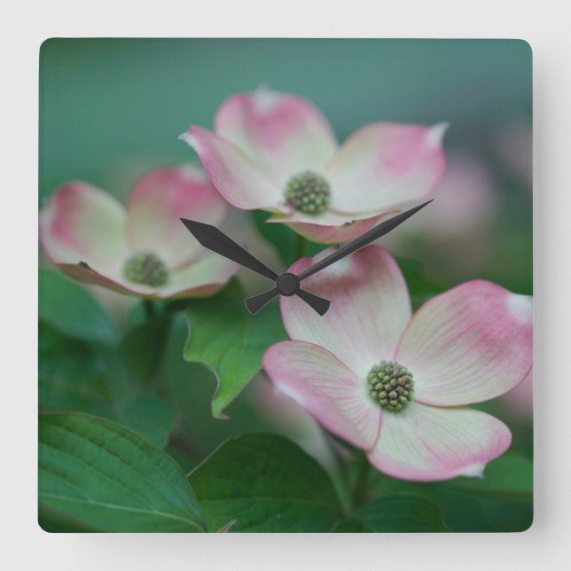 Blume | Dogwood-Blüten Quadratische Wanduhr (Vorderseite)