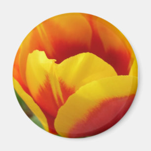 Blume eine magnet