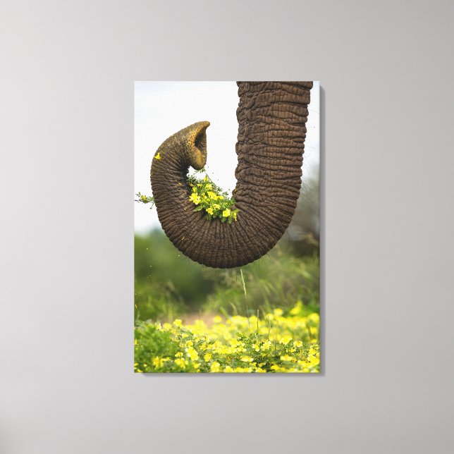 Blume eines Riesen Leinwanddruck (Vorderseite)