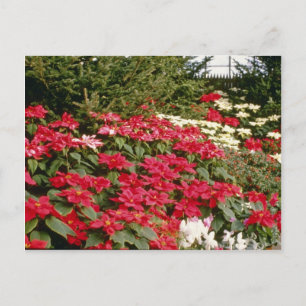 Blume Euphorbia Pulcherrima (Poinsettia) Postkarte