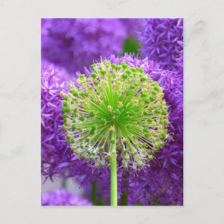Blume Fash Postkarte