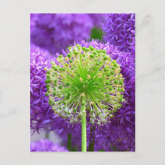 Blume Fash Postkarte (Vorderseite)