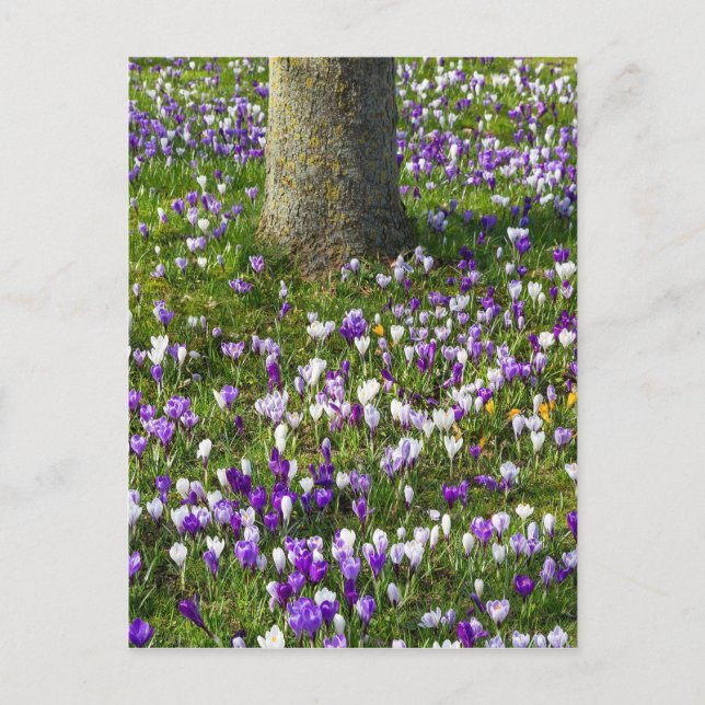 Blume-Feldkräuter im Frühlingsgras mit Baumbestand Postkarte (Vorderseite)