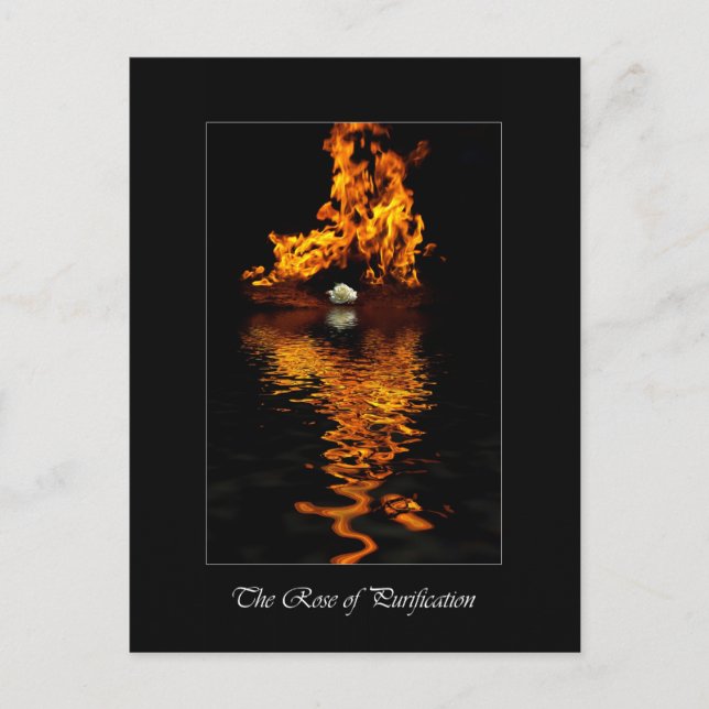 Blume Feuer und Weißrosen Romantik Postkarte (Vorderseite)