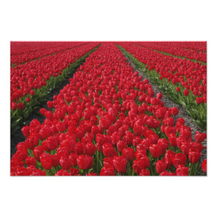 Blume field of tulips, Niederlande, Holland Fotodruck