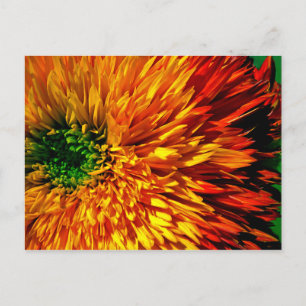 Blume Fireworks Postcard Postkarte