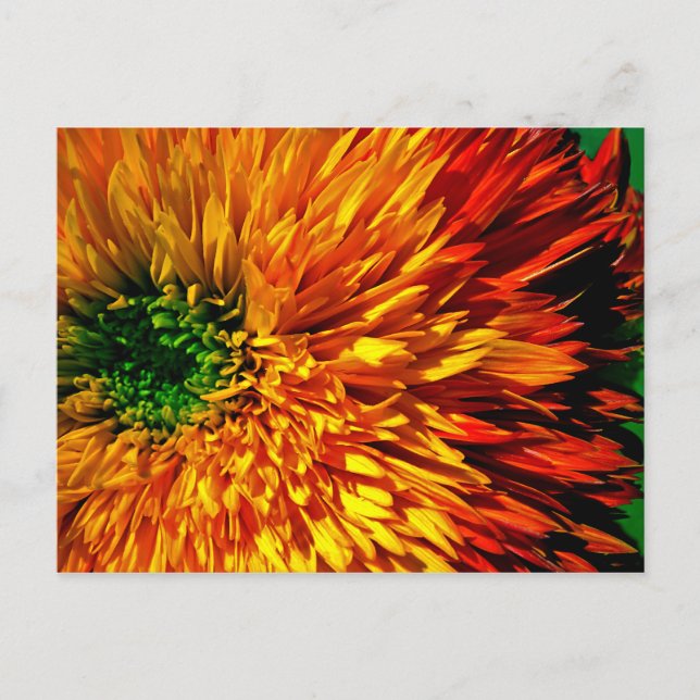 Blume Fireworks Postcard Postkarte (Vorderseite)