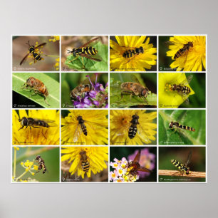 Blume Fliegen Poster