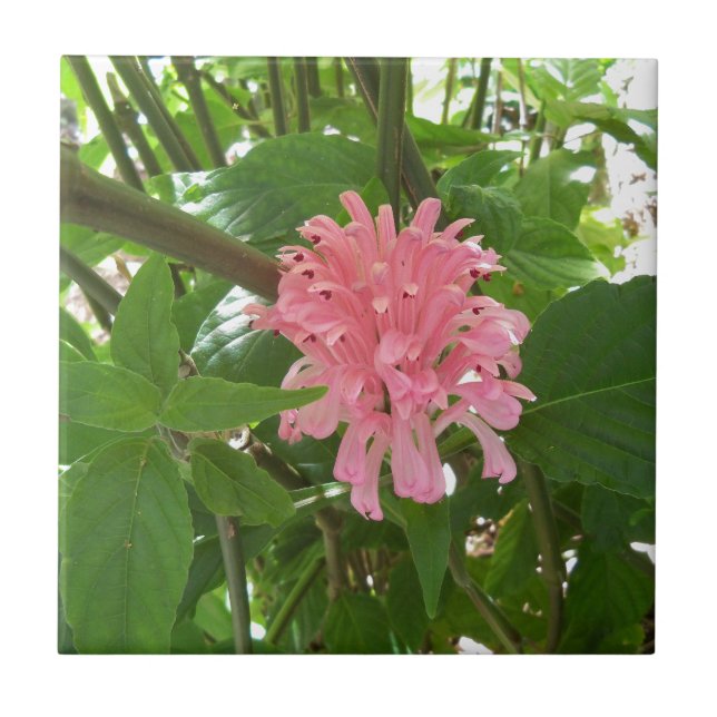 Blume Fliese (Vorderseite)