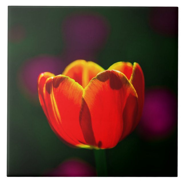 Blume Fliese (Vorderseite)