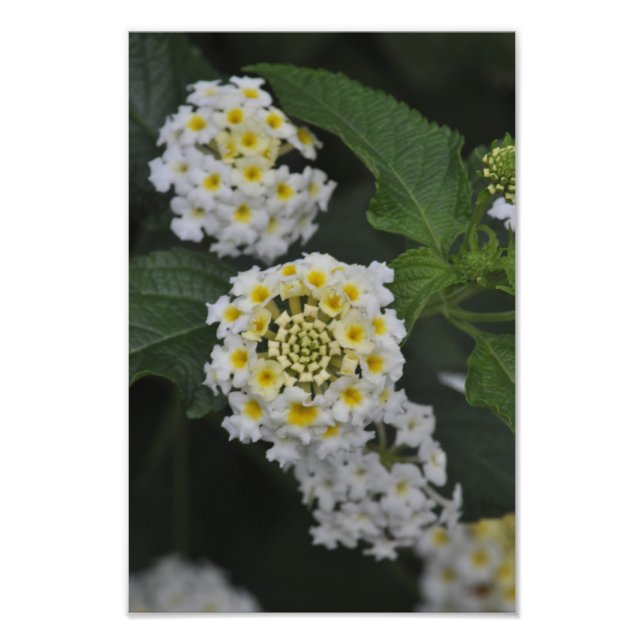 Blume - Flores Fotodruck (Vorne)