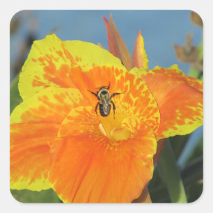 Blume Foto mit Bee Orange Yellow Canna Lily Quadratischer Aufkleber