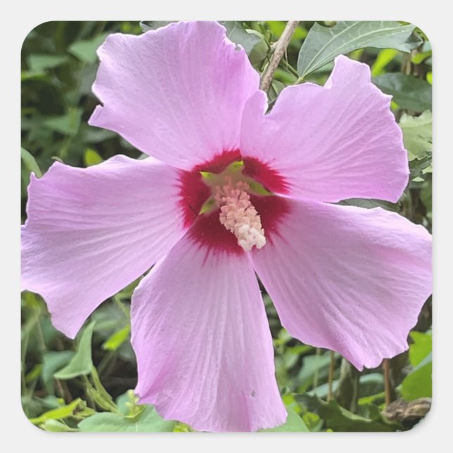Blume Foto Quadratischer Aufkleber (Vorderseite)