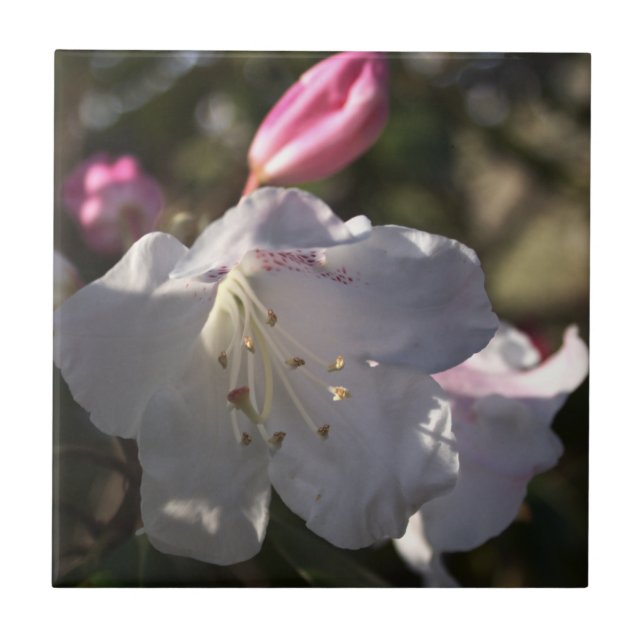 Blume Foto Tile Fliese (Vorderseite)