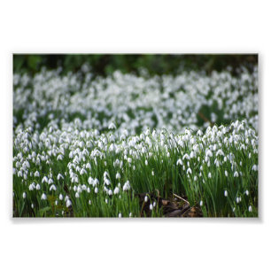Blume Fotodruck
